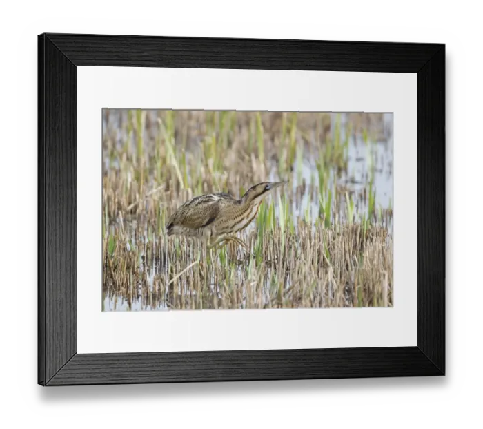 Framed Print : Great Bittern (Botaurus stellaris) adult male, walking through cut reedbed, Minsmere RSPB Reserve, Suffolk, England, march Framed Print : Great Bittern (Botaurus stellaris) adult male, walking through cut reedbed, Minsmere RSPB Reserve, Suffolk, England, march