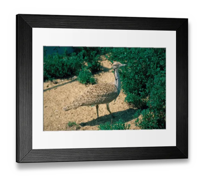 Framed Print : MacQueen's Bustard (Chlamydotis macqueenii) adult, standing on sand, Israel Framed Print : MacQueen's Bustard (Chlamydotis macqueenii) adult, standing on sand, Israel