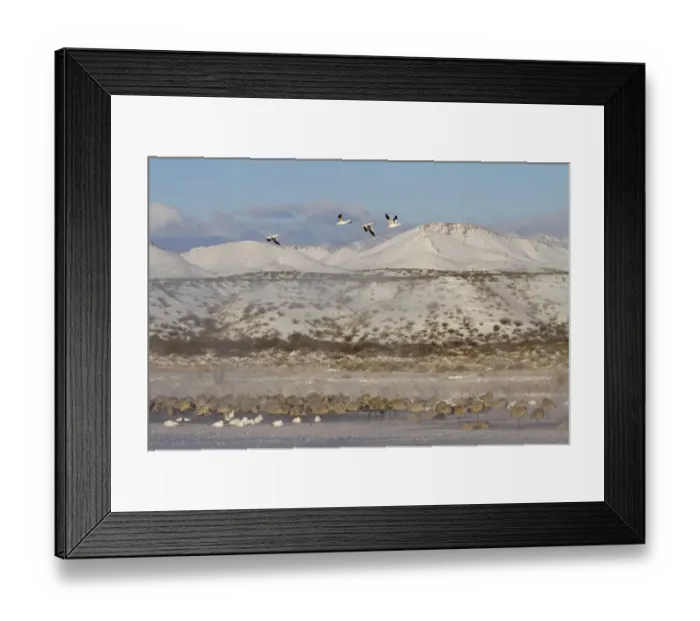 Framed Print : Sandhill Crane (Grus canadensis) and Snow Goose (Chen caerulescens) mixed flock, resting on frozen lake, with snow covered hills in background, Bosque del Apache National Wildlife Refuge, New Mexico, U. S. A. december