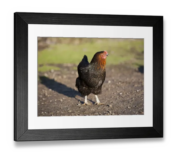 Framed Print : Domestic Chicken, Black Rock hen, standing in farmyard, Chipping, Lancashire, England, november Framed Print : Domestic Chicken, Black Rock hen, standing in farmyard, Chipping, Lancashire, England, november