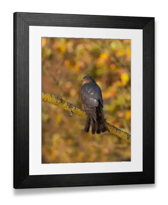 Framed Print : Eurasian Sparrowhawk (Accipiter nisus) adult male, perched on branch in oak woodland, Norfolk, England, december