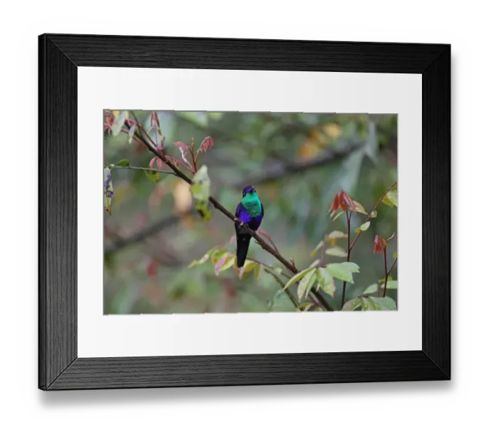 Framed Print : Violet-crowned Woodnymph (Thalurania colombica) adult male, perched on twig, Costa Rica, february Framed Print : Violet-crowned Woodnymph (Thalurania colombica) adult male, perched on twig, Costa Rica, february