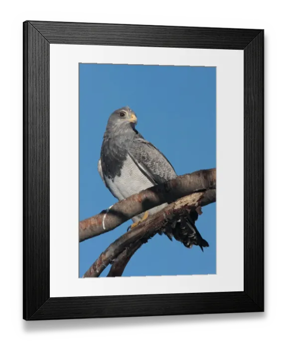 Framed Print : Black-chested Buzzard-eagle (Geranoaetus melanoleucus) adult, perched on branch, Ushuaia, Tierra del Fuego, Argentina, august Framed Print : Black-chested Buzzard-eagle (Geranoaetus melanoleucus) adult, perched on branch, Ushuaia, Tierra del Fuego, Argentina, august