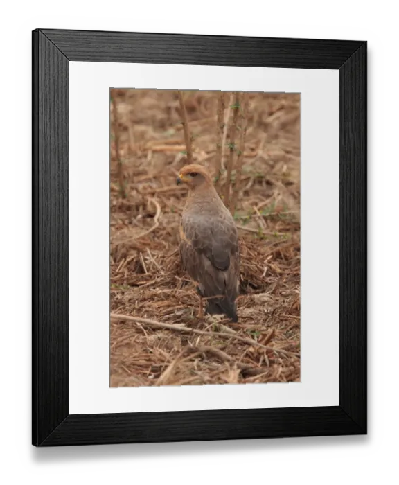 Framed Print : Savanna Hawk (Buteogallus meridionalis) adult, standing on ground, Transpantaneira, Mato Grosso, Brazil, september