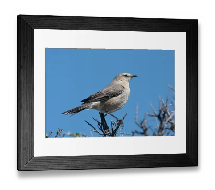 Framed Print : Patagonian Mockingbird (Mimus patagonicus) adult, perched on twigs, Rio Gallegos, Santa Cruz, Argentina, november Framed Print : Patagonian Mockingbird (Mimus patagonicus) adult, perched on twigs, Rio Gallegos, Santa Cruz, Argentina, november