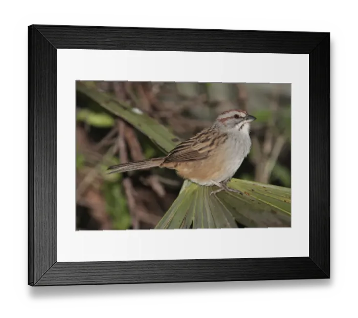 Framed Print : Stripe-capped Sparrow (Aimophila strigiceps) adult, perched on palm frond, La Cumbre, Cordoba, Argentina, april Framed Print : Stripe-capped Sparrow (Aimophila strigiceps) adult, perched on palm frond, La Cumbre, Cordoba, Argentina, april