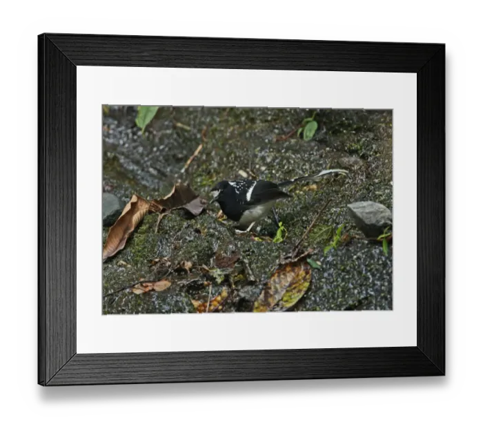 Framed Print : Spotted Forktail (Enicurus maculatus guttatus) adult, foraging on mossy rock, Arunachal Pradesh, India, february Framed Print : Spotted Forktail (Enicurus maculatus guttatus) adult, foraging on mossy rock, Arunachal Pradesh, India, february