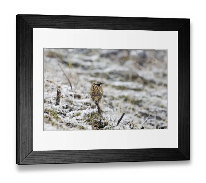 Framed Print : Whinchat (Saxicola rubetra) adult male, migrant perched on stem in blizzard, Caucasus Mountains, Georgia, april