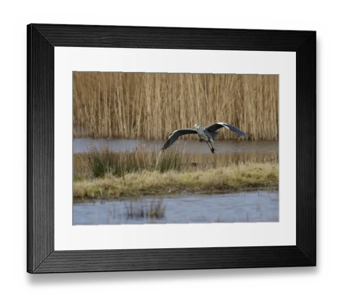 Framed Print : Grey Heron (Ardea cinerea) adult, in flight over wetland, Mersehead RSPB Reserve, Dumfries and Galloway, Scotland, february Framed Print : Grey Heron (Ardea cinerea) adult, in flight over wetland, Mersehead RSPB Reserve, Dumfries and Galloway, Scotland, february