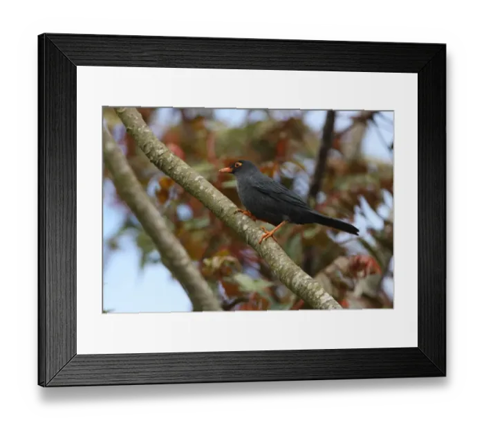 Framed Print : Eurasian Blackbird (Turdus merula kinnisii) endemic race, adult male, perched on branch, Sri Lanka, december Framed Print : Eurasian Blackbird (Turdus merula kinnisii) endemic race, adult male, perched on branch, Sri Lanka, december
