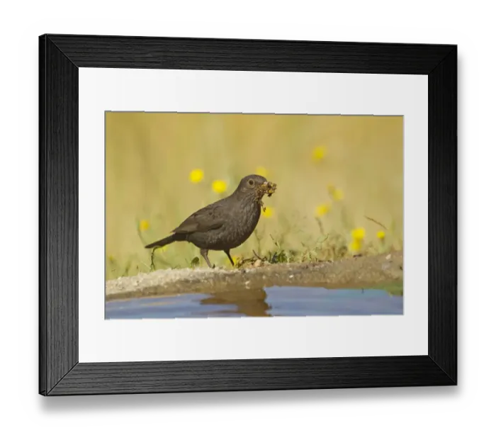 Framed Print : European Blackbird (Turdus merula) adult female, collecting nesting material at edge of pool, Spain, may Framed Print : European Blackbird (Turdus merula) adult female, collecting nesting material at edge of pool, Spain, may