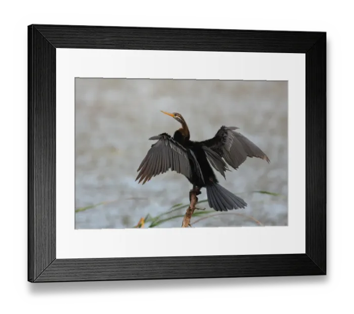 Framed Print : Oriental Darter (Anhinga melanogaster) adult, drying wings, standing on branch at edge of water, Bundala N. P. Sri Lanka, december Framed Print : Oriental Darter (Anhinga melanogaster) adult, drying wings, standing on branch at edge of water, Bundala N. P. Sri Lanka, december