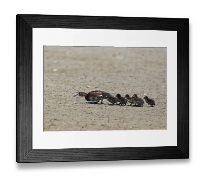 Framed Print : Tufted Duck (Aythya fuligula) adult female, keeping low profile, walking with ducklings, Minsmere RSPB Reserve, Suffolk, England, july Framed Print : Tufted Duck (Aythya fuligula) adult female, keeping low profile, walking with ducklings, Minsmere RSPB Reserve, Suffolk, England, july