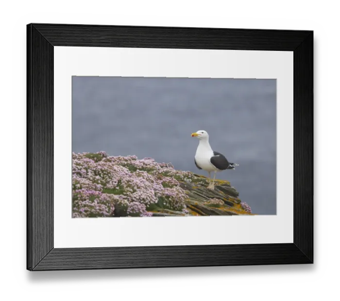 Framed Print : Great Black-backed Gull (Larus marinus) adult, summer plumage, standing on thrift covered cliff, Noss Nature Reserve, Shetland Islands, Scotland Framed Print : Great Black-backed Gull (Larus marinus) adult, summer plumage, standing on thrift covered cliff, Noss Nature Reserve, Shetland Islands, Scotland