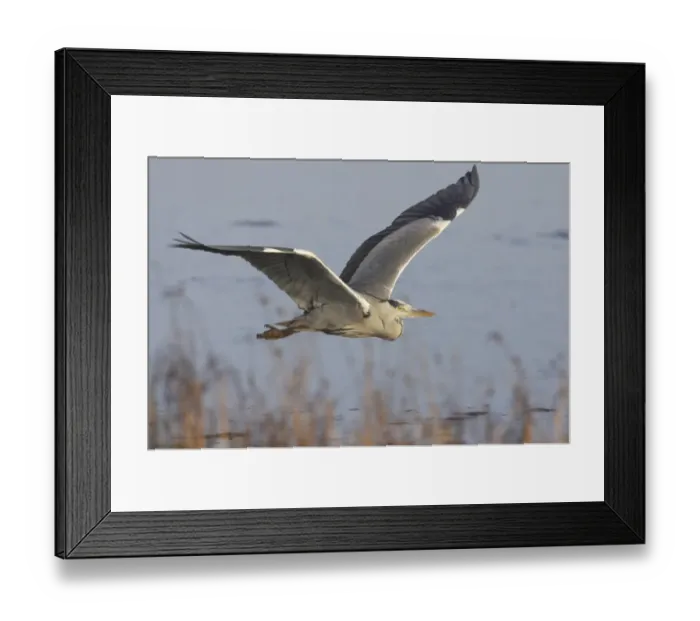 Framed Print : Grey Heron (Ardea cinerea) adult, in flight over water, Oare Marshes RSPB Reserve, Kent, England Framed Print : Grey Heron (Ardea cinerea) adult, in flight over water, Oare Marshes RSPB Reserve, Kent, England