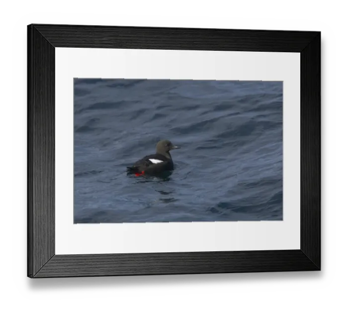 Framed Print : Black Guillemot (Cepphus grylle) adult, swimming at sea, Fetlar, Shetland Islands, Scotland Framed Print : Black Guillemot (Cepphus grylle) adult, swimming at sea, Fetlar, Shetland Islands, Scotland