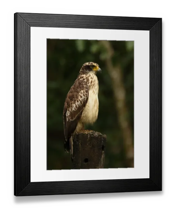 Framed Print : Changeable Hawk-eagle (Spizaetus cirrhatus ceylanensis) endemic race, immature, perched on post, Sri Lanka, december