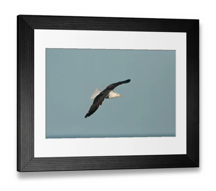Framed Print : Kelp Gull (Larus dominicanus) adult, in flight, Rincon de Cobo, Buenos Aires Province, Argentina, april Framed Print : Kelp Gull (Larus dominicanus) adult, in flight, Rincon de Cobo, Buenos Aires Province, Argentina, april