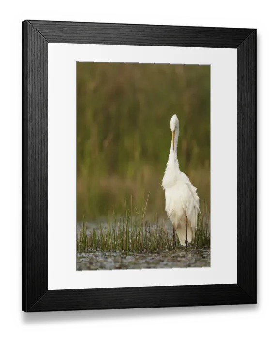 Framed Print : Great White Egret (Egretta alba) adult, preening neck feathers, standing in shallow water, Hungary Framed Print : Great White Egret (Egretta alba) adult, preening neck feathers, standing in shallow water, Hungary