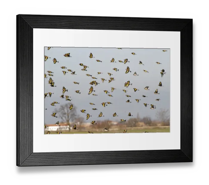 Framed Print : European Goldfinch (Carduelis carduelis) flock, in flight over steppe, Catalonia, Northeast Spain, february Framed Print : European Goldfinch (Carduelis carduelis) flock, in flight over steppe, Catalonia, Northeast Spain, february