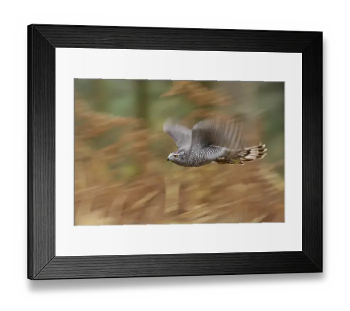 Framed Print : Northern Goshawk (Accipiter gentilis) adult male, in flight, blurred movement, over bracken in pine woodland, North Yorkshire, England, november (captive) Framed Print : Northern Goshawk (Accipiter gentilis) adult male, in flight, blurred movement, over bracken in pine woodland, North Yorkshire, England, november (captive)