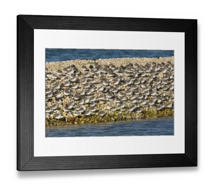 Framed Print : Dunlin (Calidris alpina) flock, winter plumage, roosting on shingle spit, England