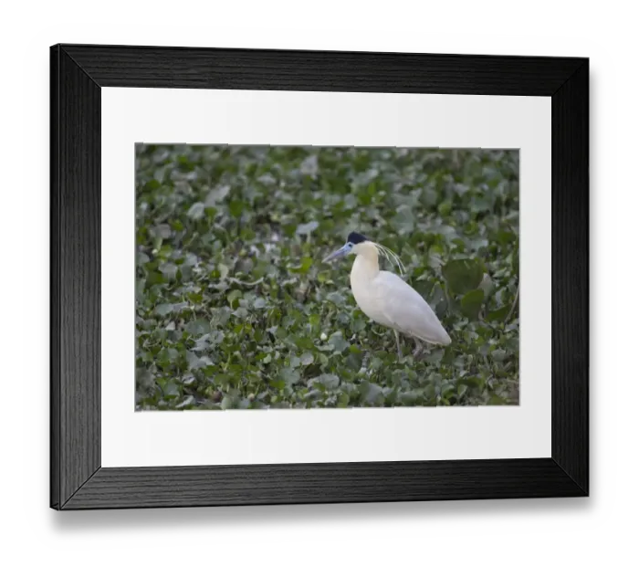 Framed Print : Capped Heron (Pilherodius pileatus) adult, standing in swamp, Pantanal, Mato Grosso, Brazil Framed Print : Capped Heron (Pilherodius pileatus) adult, standing in swamp, Pantanal, Mato Grosso, Brazil