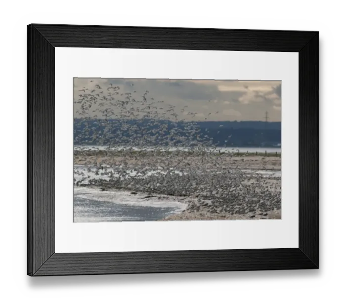 Framed Print : Dunlin (Calidris alpina) and Knot (Calidris canutus) mixed flock, in flight, landing at roost, Swale National Nature Reserve, Isle of Sheppey, Kent, England, november Framed Print : Dunlin (Calidris alpina) and Knot (Calidris canutus) mixed flock, in flight, landing at roost, Swale National Nature Reserve, Isle of Sheppey, Kent, England, november