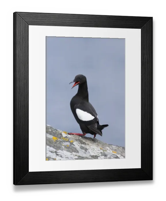 Framed Print : Black Guillemot (Cepphus grylle) adult, calling in display, standing on rock, Mousa, Shetland Islands, Scotland, summer Framed Print : Black Guillemot (Cepphus grylle) adult, calling in display, standing on rock, Mousa, Shetland Islands, Scotland, summer