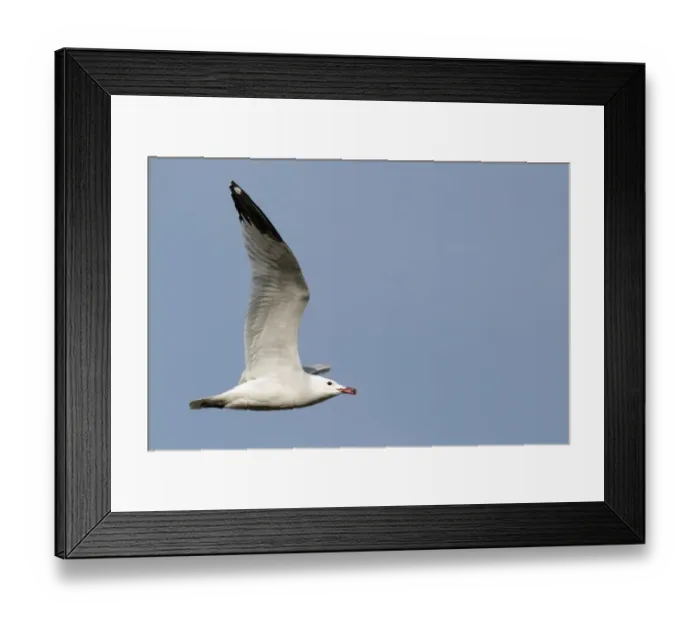 Framed Print : Audouin's Gull (Larus audouinii) adult, summer plumage, in flight, Western Spain, april Framed Print : Audouin's Gull (Larus audouinii) adult, summer plumage, in flight, Western Spain, april