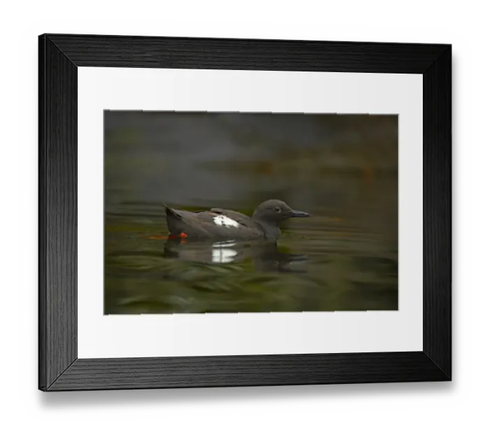 Framed Print : Pigeon Guillemot (Cepphus columba) adult, swimming, Oregon, U. S. A Framed Print : Pigeon Guillemot (Cepphus columba) adult, swimming, Oregon, U. S. A