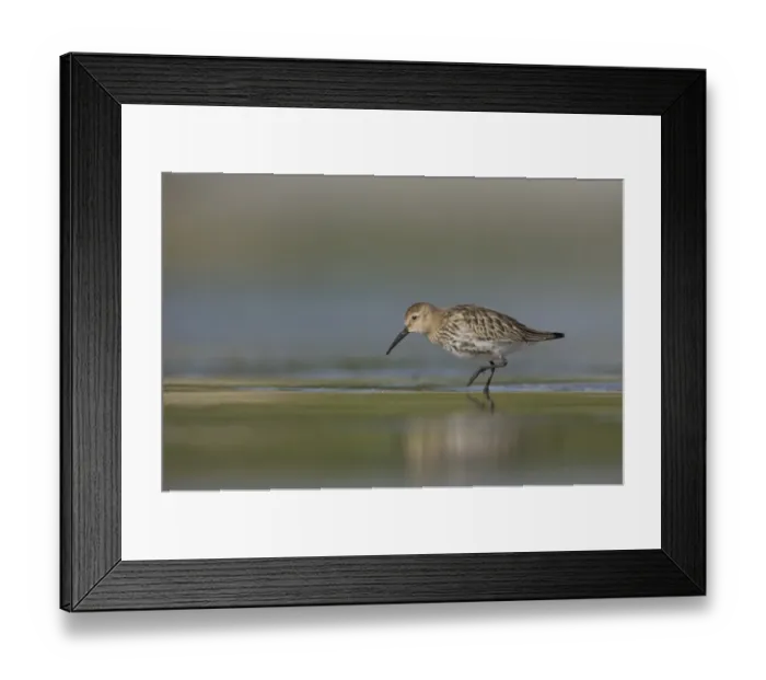 Framed Print : Dunlin (Calidris alpina) immature, foraging along shallow water on beach in evening, Shetland Islands, Scotland, september Framed Print : Dunlin (Calidris alpina) immature, foraging along shallow water on beach in evening, Shetland Islands, Scotland, september