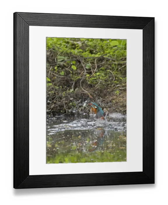 Framed Print : Common Kingfisher (Alcedo atthis) adult male, emerging from water, with Three-spined Stickleback (Gasterosteus aculeatus) prey in beak, Suffolk, England, may Framed Print : Common Kingfisher (Alcedo atthis) adult male, emerging from water, with Three-spined Stickleback (Gasterosteus aculeatus) prey in beak, Suffolk, England, may