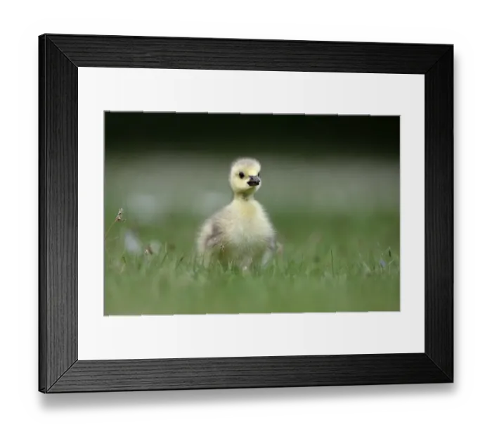 Framed Print : Canada Goose (Branta canadensis) introduced species, gosling, standing on grass, London, England, may Framed Print : Canada Goose (Branta canadensis) introduced species, gosling, standing on grass, London, England, may