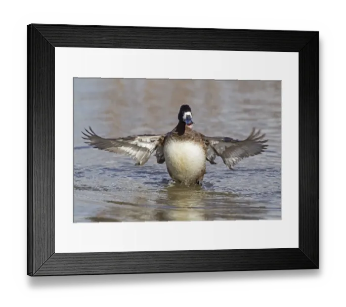 Framed Print : Greater Scaup (Aythya marila) adult female, wing stretching and flapping after preening on water, Slimbridge, Gloucestershire, England, february