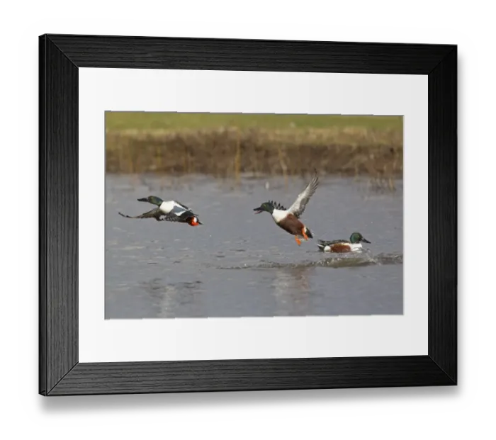 Framed Print : Northern Shoveler (Anas clypeata) adult males, in flight, taking off from water, aggressively chasing rival, Slimbridge, Gloucestershire, England, february Framed Print : Northern Shoveler (Anas clypeata) adult males, in flight, taking off from water, aggressively chasing rival, Slimbridge, Gloucestershire, England, february