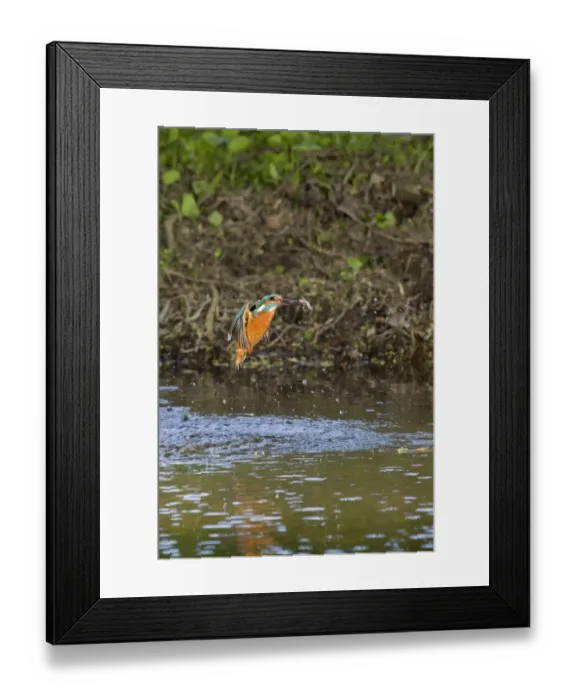 Framed Print : Common Kingfisher (Alcedo atthis) adult male, in flight, emerging from dive with Three-spined Stickleback (Gasterosteus aculeatus) prey in beak, Suffolk, England, may Framed Print : Common Kingfisher (Alcedo atthis) adult male, in flight, emerging from dive with Three-spined Stickleback (Gasterosteus aculeatus) prey in beak, Suffolk, England, may