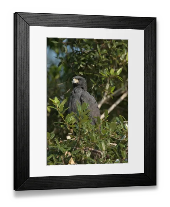 Framed Print : Great Black Hawk (Buteogallus urubitinga) adult, perched in tree, Cuiaba River, Mato Grosso, Brazil, september Framed Print : Great Black Hawk (Buteogallus urubitinga) adult, perched in tree, Cuiaba River, Mato Grosso, Brazil, september