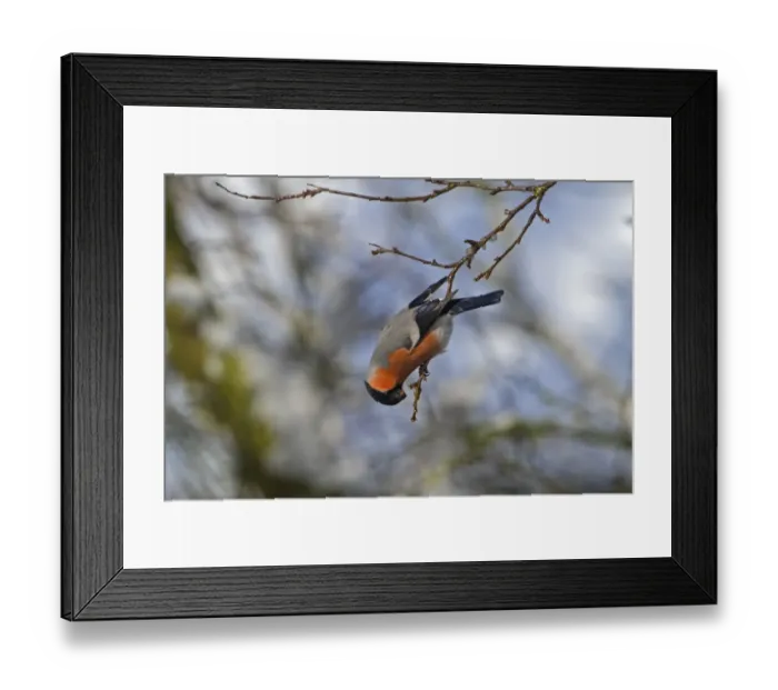 Framed Print : Eurasian Bullfinch (Pyrrhula pyrrhula) adult male, feeding on damson buds, Shropshire, England, march Framed Print : Eurasian Bullfinch (Pyrrhula pyrrhula) adult male, feeding on damson buds, Shropshire, England, march