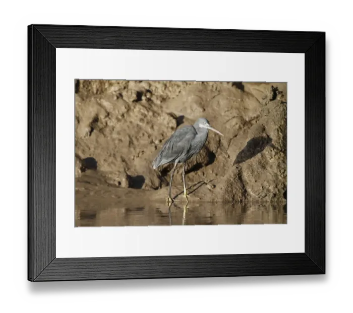 Framed Print : Western Reef Heron (Egretta gularis) dark morph, adult, standing on muddy shore, Gambia, january Framed Print : Western Reef Heron (Egretta gularis) dark morph, adult, standing on muddy shore, Gambia, january