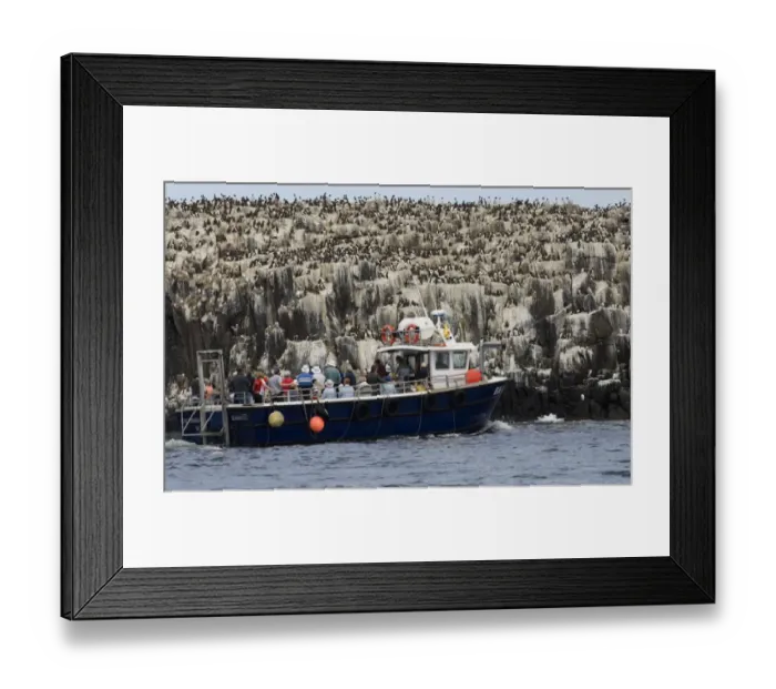 Framed Print : Common Guillemot (Uria aalge) colony, with tourists on boat in foreground, Staple Island, Farne Islands, Northumberland, England, july Framed Print : Common Guillemot (Uria aalge) colony, with tourists on boat in foreground, Staple Island, Farne Islands, Northumberland, England, july