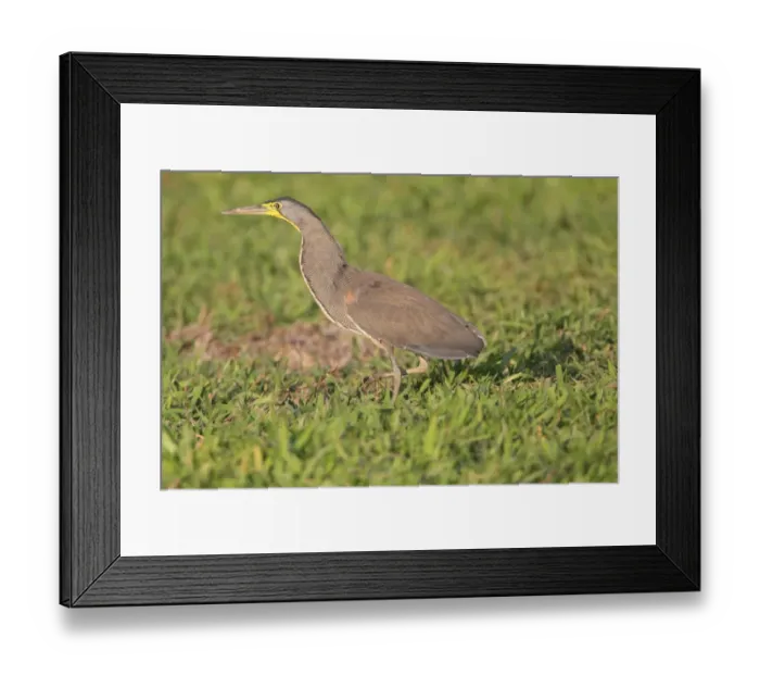 Framed Print : Bare-throated Tiger-heron (Tigrisoma mexicanum) adult, walking on grass, Costa Rica, february Framed Print : Bare-throated Tiger-heron (Tigrisoma mexicanum) adult, walking on grass, Costa Rica, february