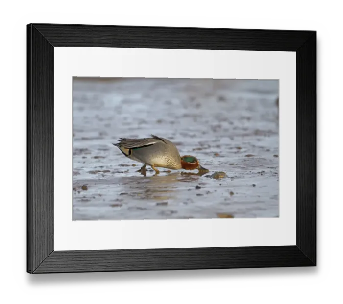 Framed Print : Common Teal (Anas crecca) adult male, feeding, dabbling in shallow water on mudflats, Norfolk, England, january Framed Print : Common Teal (Anas crecca) adult male, feeding, dabbling in shallow water on mudflats, Norfolk, England, january