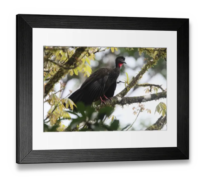 Framed Print : Crested Guan (Penelope purpurascens) adult, perched on branch high in tree, Costa Rica, february Framed Print : Crested Guan (Penelope purpurascens) adult, perched on branch high in tree, Costa Rica, february