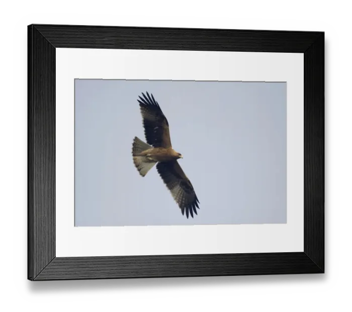 Framed Print : Booted Eagle (Hieraaetus pennatus) dark form, adult, in flight, Keoladeo Ghana N. P. (Bharatpur), Rajasthan, India Framed Print : Booted Eagle (Hieraaetus pennatus) dark form, adult, in flight, Keoladeo Ghana N. P. (Bharatpur), Rajasthan, India