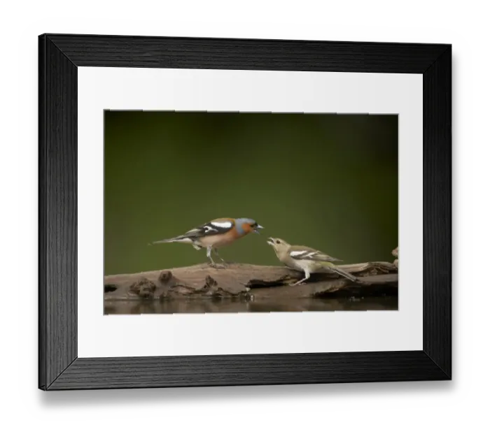 Framed Print : Chaffinch (Fringilla coelebs) adult male and female, squabbling at edge of forest pool, Hungary Framed Print : Chaffinch (Fringilla coelebs) adult male and female, squabbling at edge of forest pool, Hungary