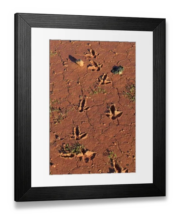 Framed Print : Emu (Dromaius novaehollandiae) footprints, tracks in drying mud, Sturt N. P. New South Wales, Australia Framed Print : Emu (Dromaius novaehollandiae) footprints, tracks in drying mud, Sturt N. P. New South Wales, Australia