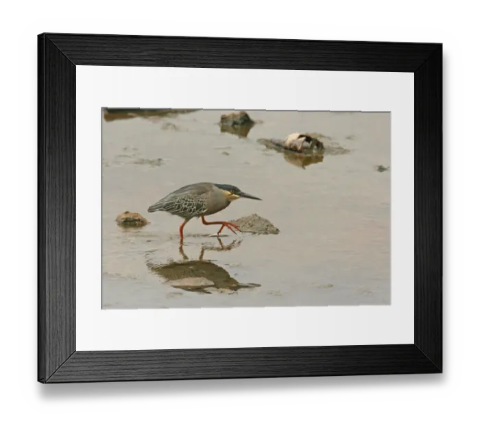 Framed Print : Striated Heron (Butorides striatus) immature, first winter plumage, hunting in shallow water, Costanera Sur, Rio de la Plata, Buenos Aires Province, Argentina, october Framed Print : Striated Heron (Butorides striatus) immature, first winter plumage, hunting in shallow water, Costanera Sur, Rio de la Plata, Buenos Aires Province, Argentina, october