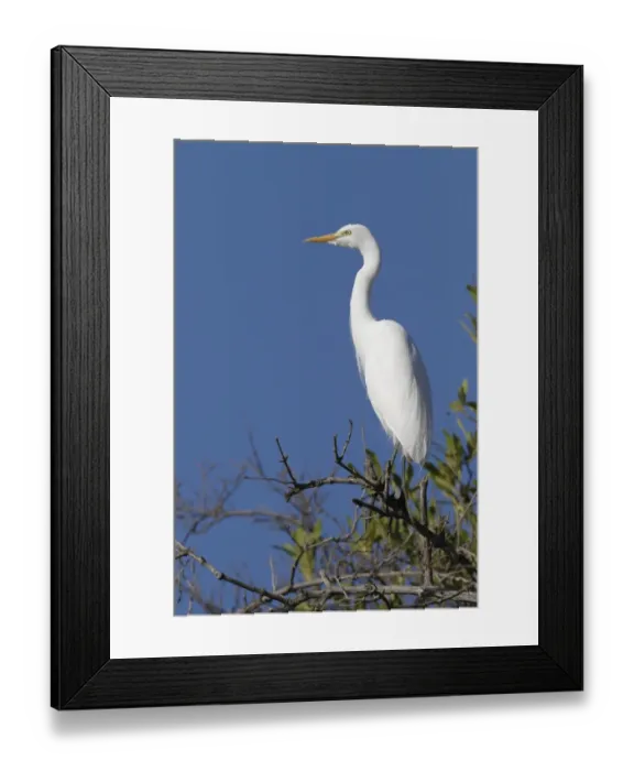 Framed Print : Intermediate Egret (Mesophoyx intermedia) adult, perched on branch, Gambia, january Framed Print : Intermediate Egret (Mesophoyx intermedia) adult, perched on branch, Gambia, january