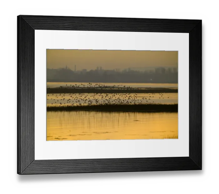 Framed Print : Dunlin (Calidris alpina) flock, in flight, arriving at high tide roost, silhouetted at sunset, Langstone Harbour RSPB Reserve, Hampshire, England, winter